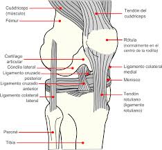 ligamento rodilla consecuencias lesiones ballet